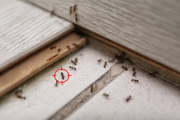 Best Flea Control Services  in Badin, NC